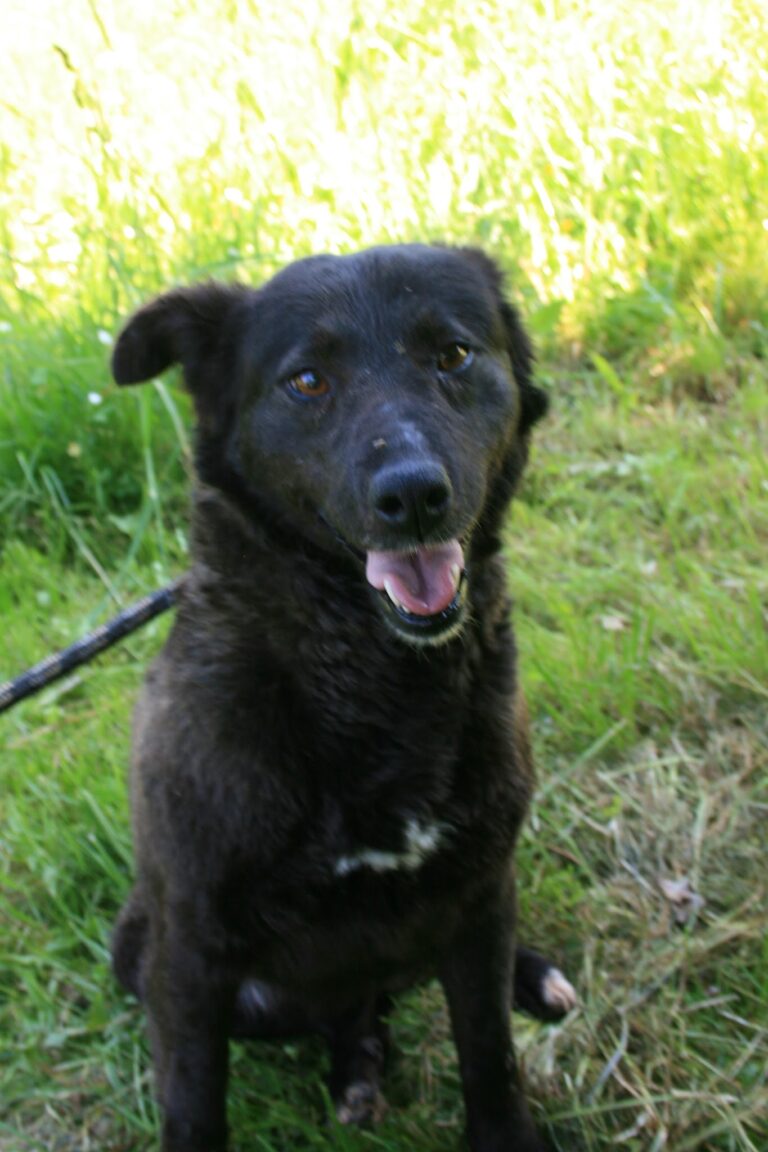 Shelter Dog 001