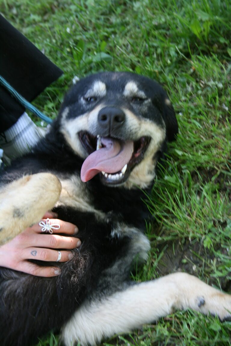 Shelter Dog 003