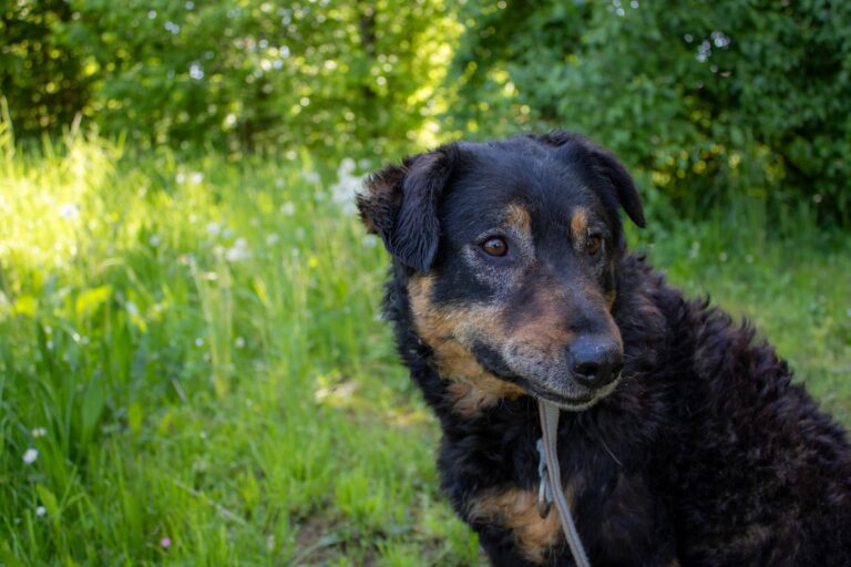 Shelter Dog 004