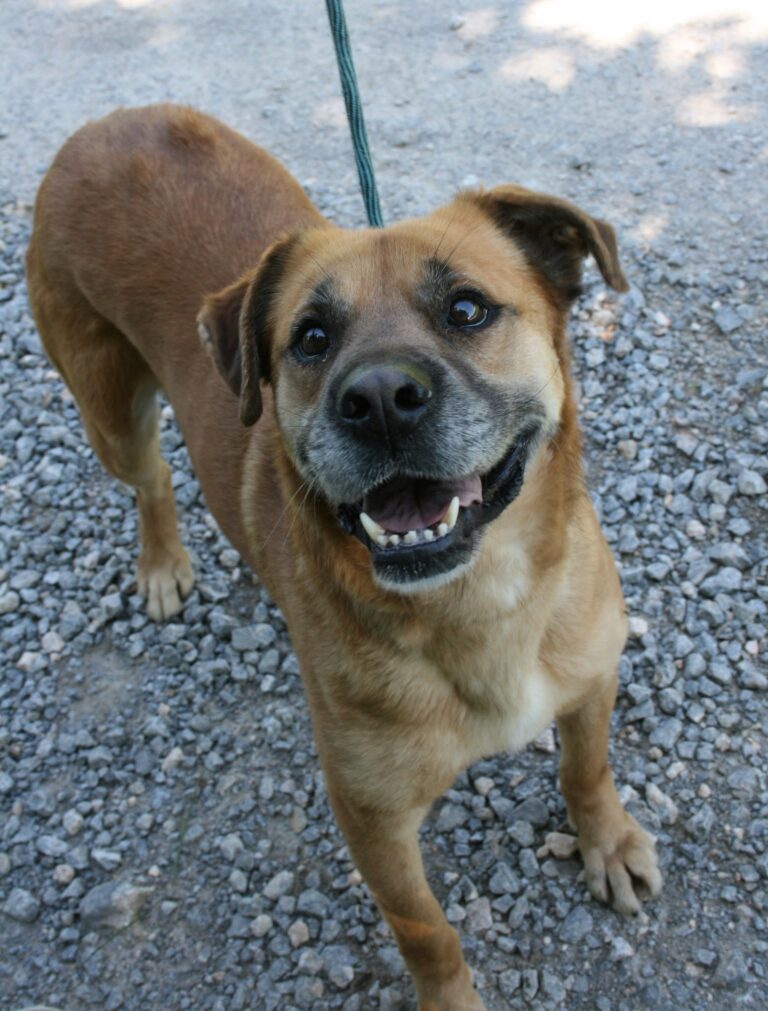 Shelter Dog 005