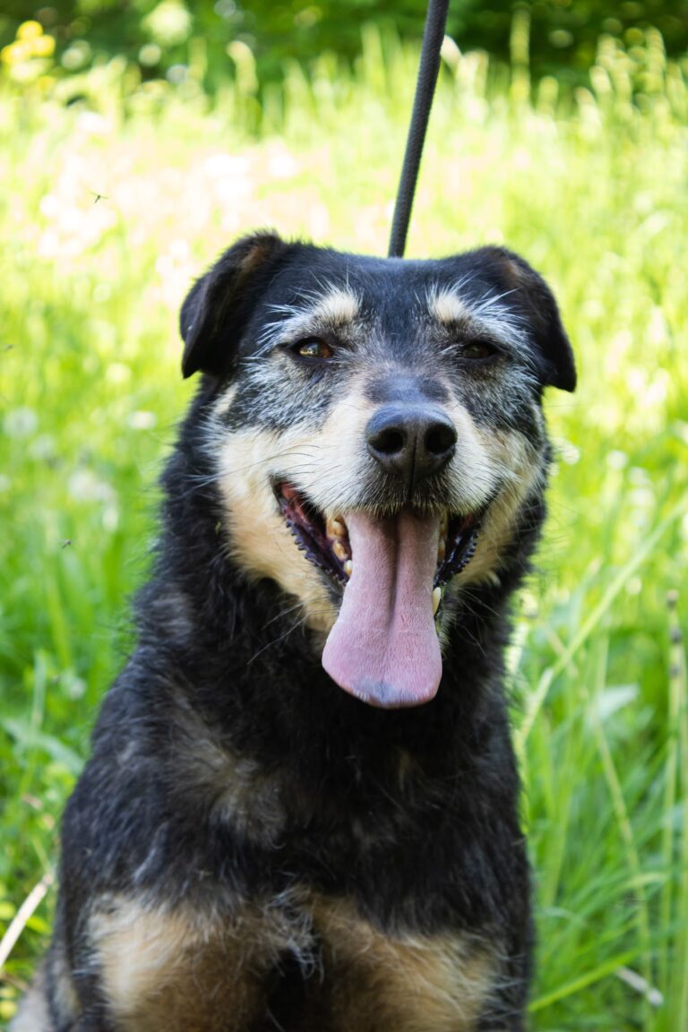 Shelter Dog 007