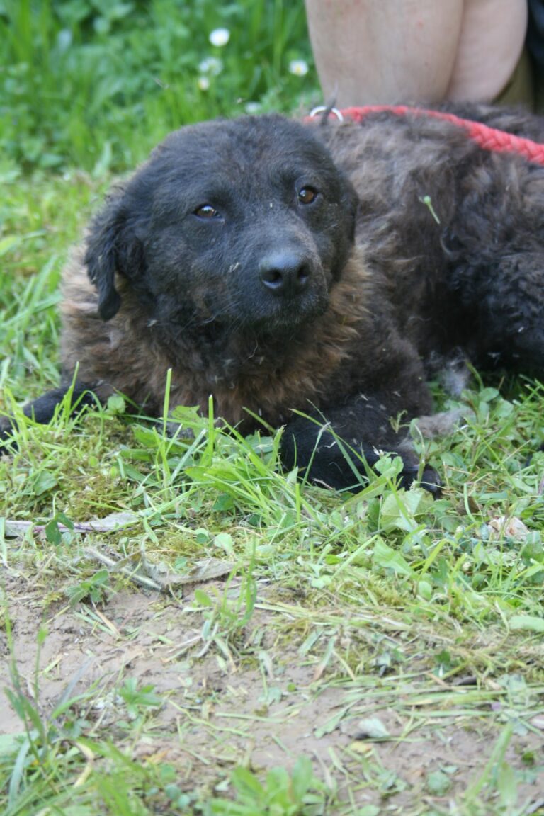 Shelter Dog 008