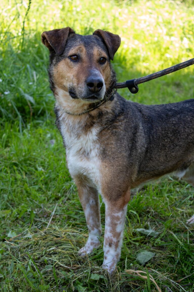 Shelter Dog 009