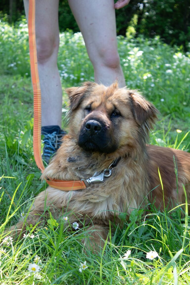 Shelter Dog 010
