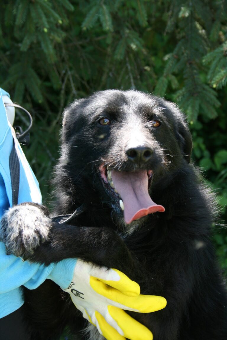 Shelter Dog 011