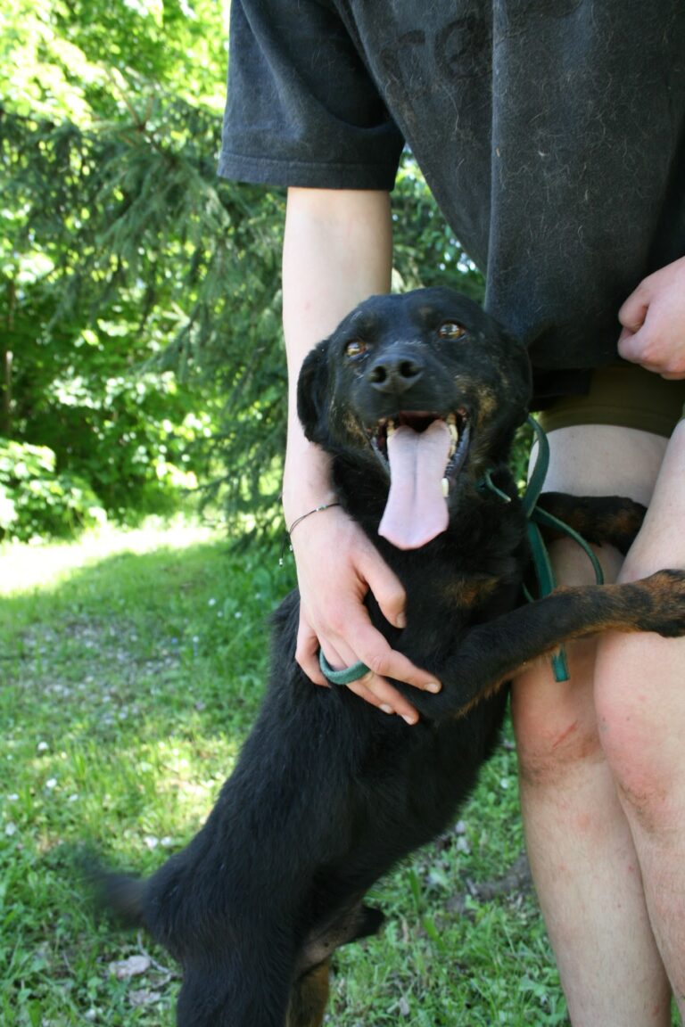 Shelter Dog 012