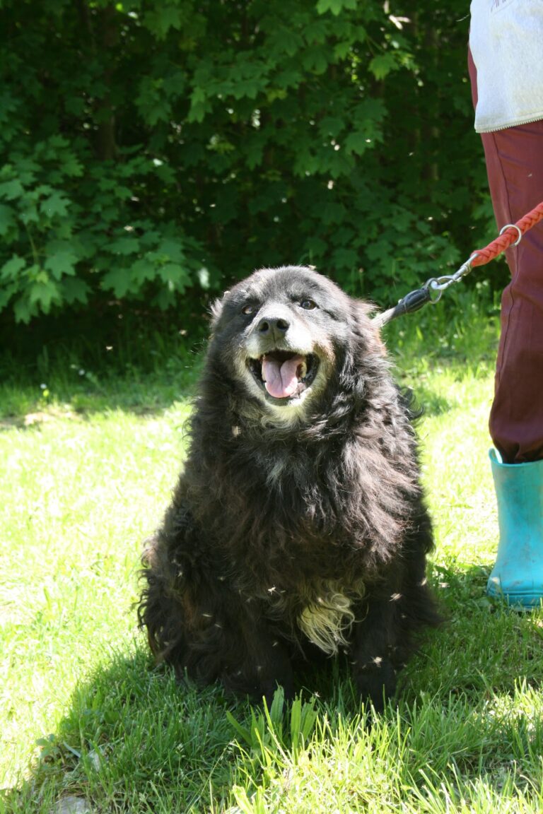Shelter Dog 013