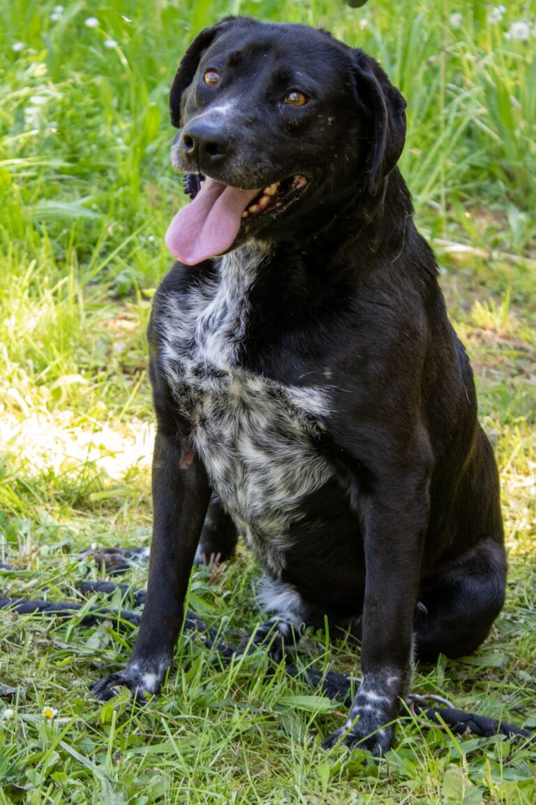 Shelter Dog 014
