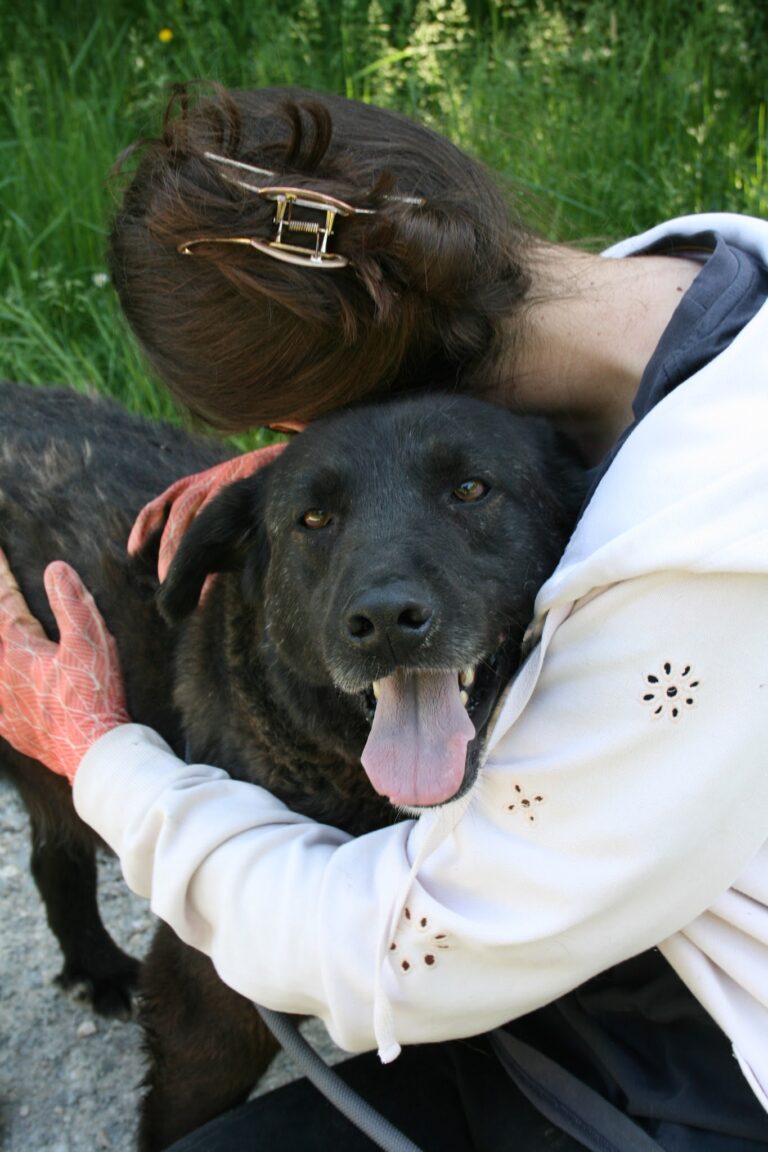 Shelter Dog 015