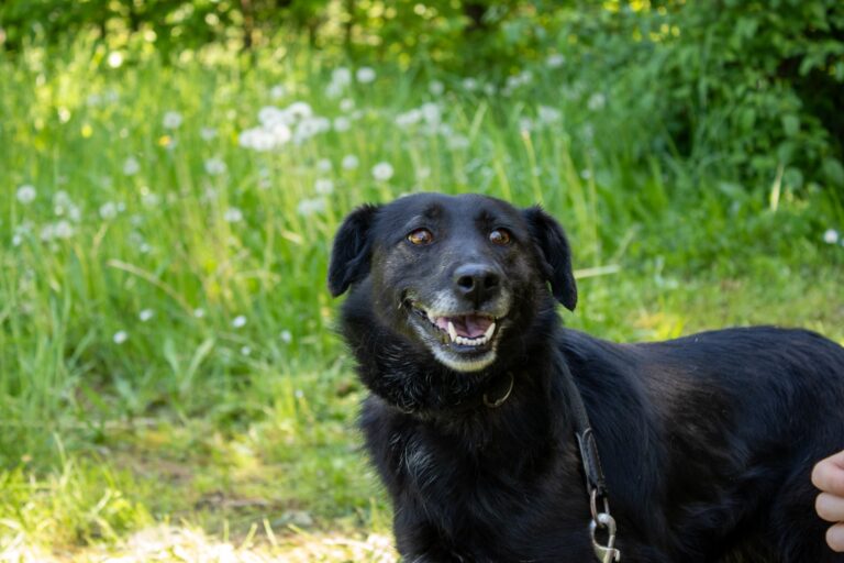 Shelter Dog 016