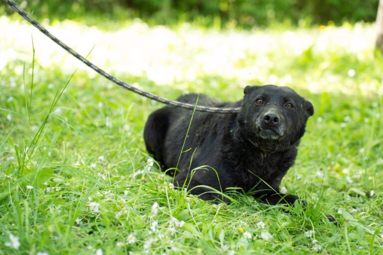 Shelter Dog 017