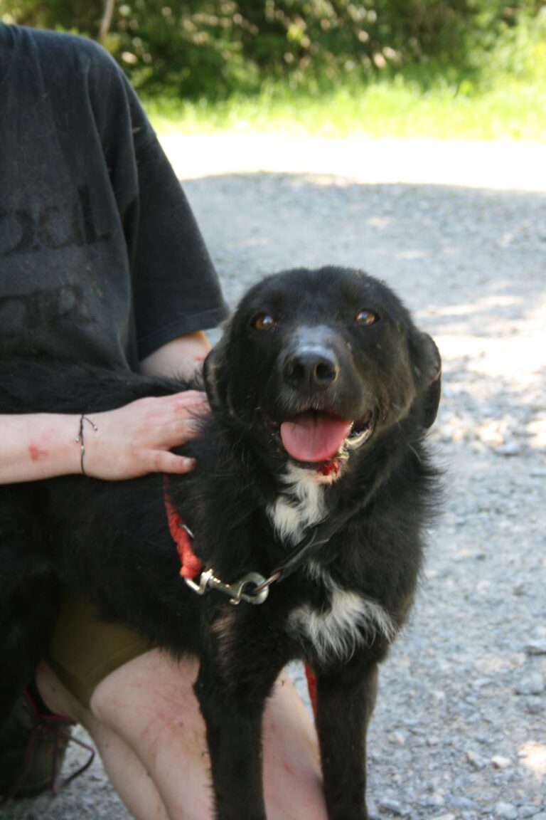 Shelter Dog 018