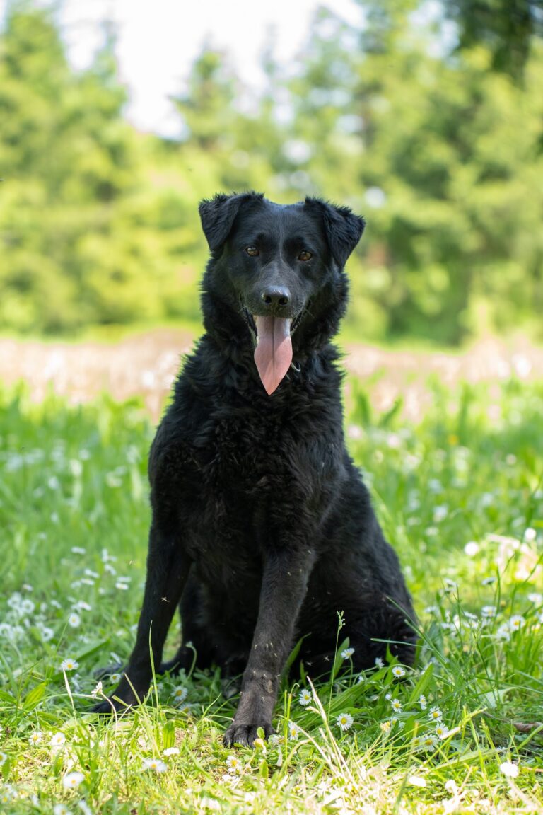 Shelter Dog 019