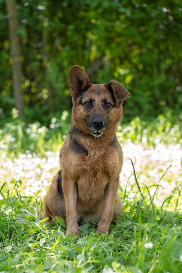 Shelter Dog 020