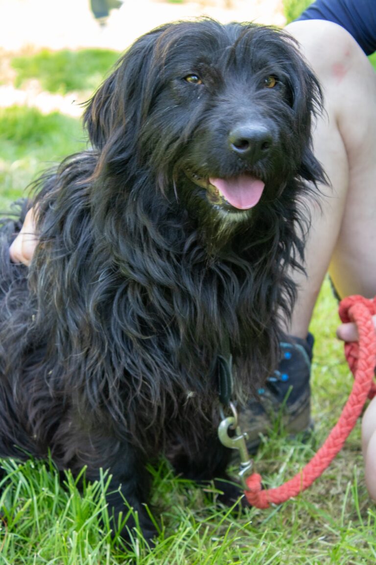 Shelter Dog 023