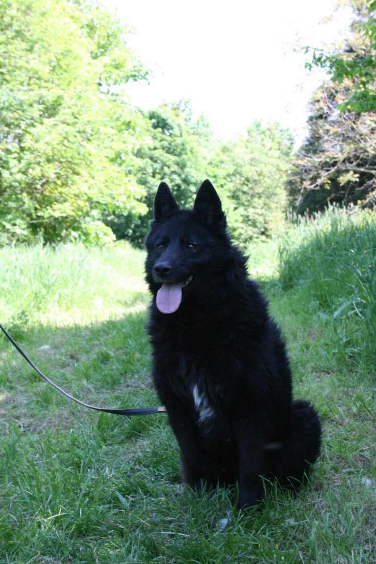 Shelter Dog 024