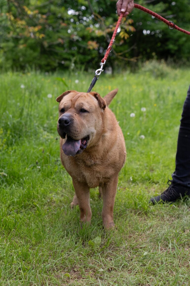 Shelter Dog 025