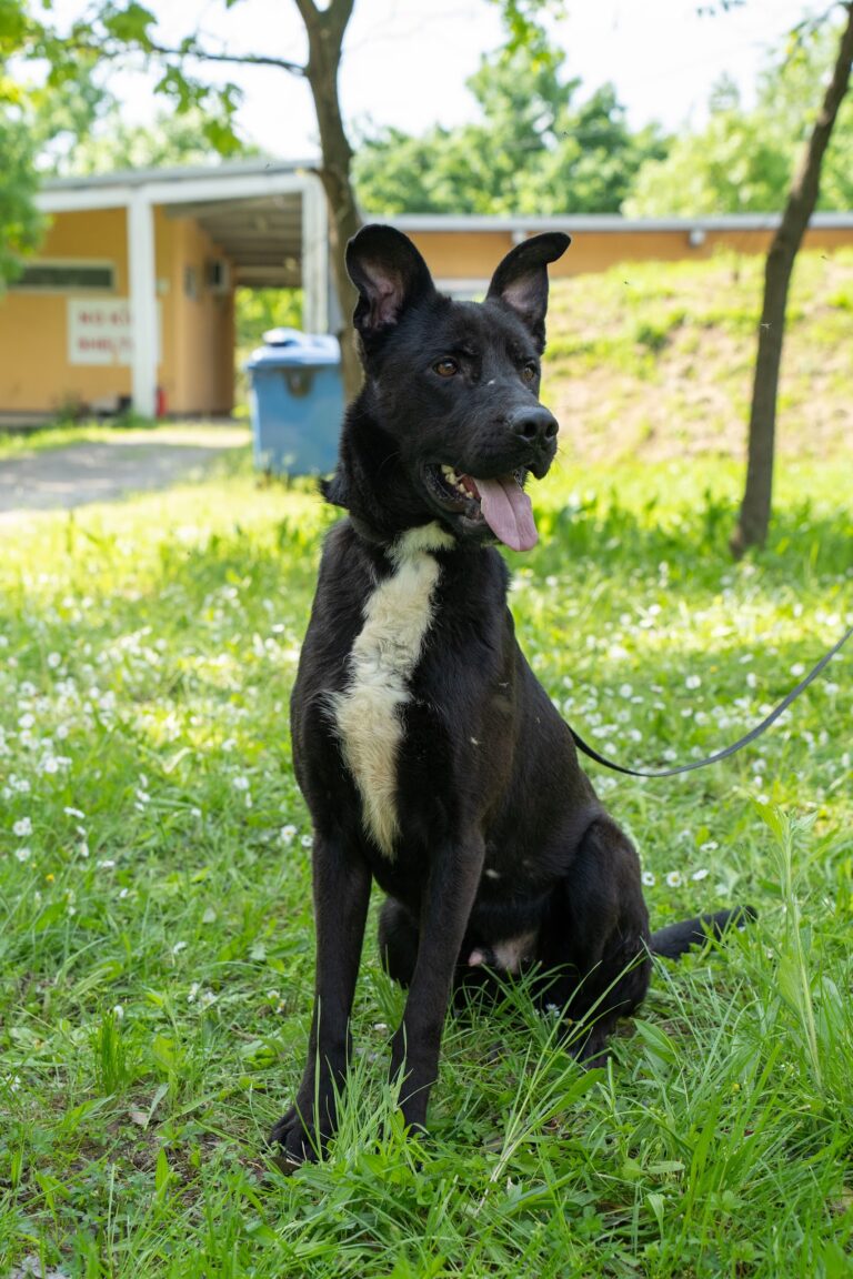 Shelter Dog 026