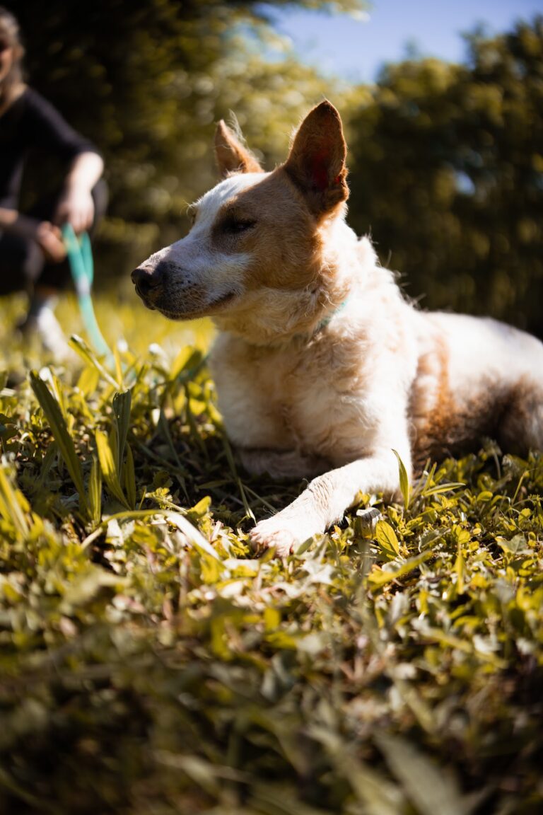 Shelter Dog 027