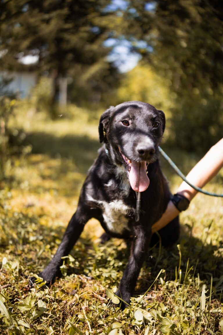 Shelter Dog 028