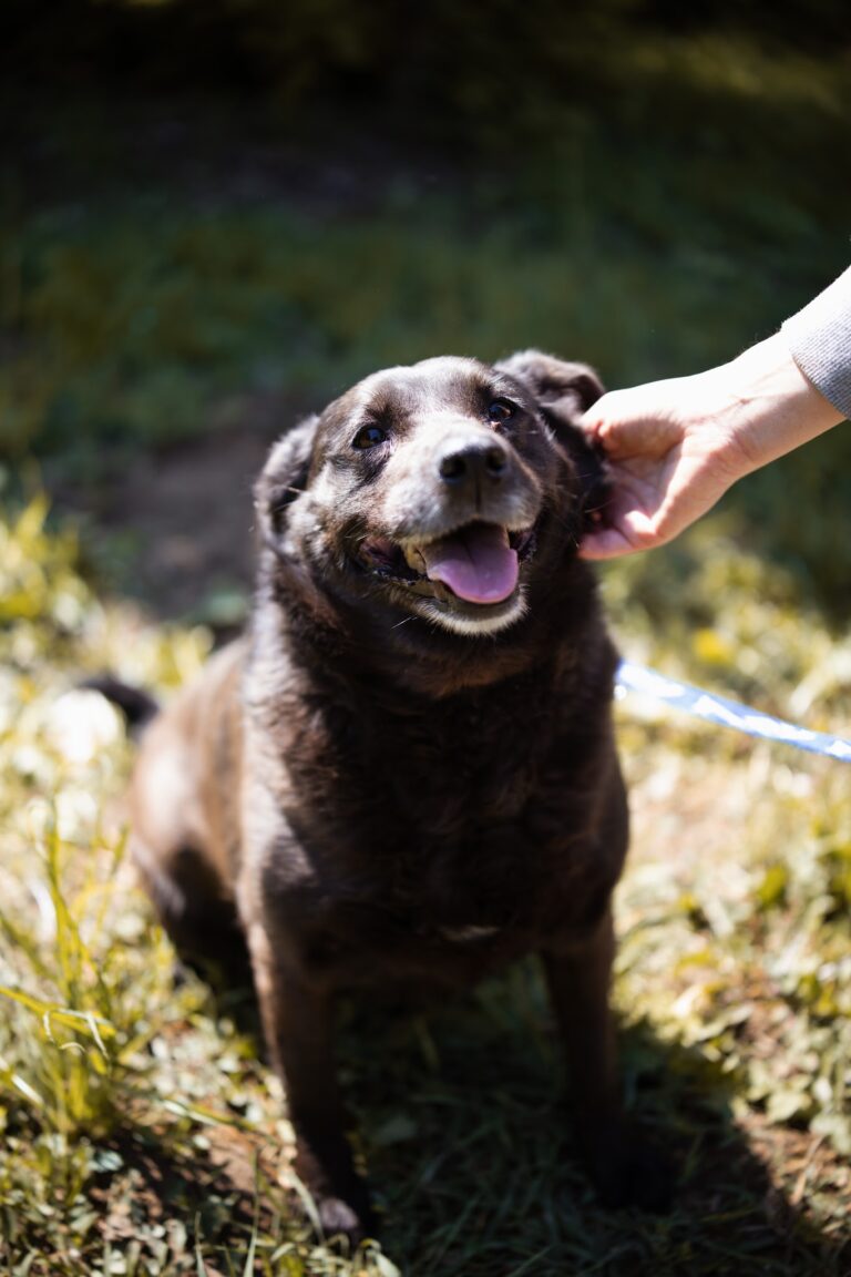 Shelter Dog 029