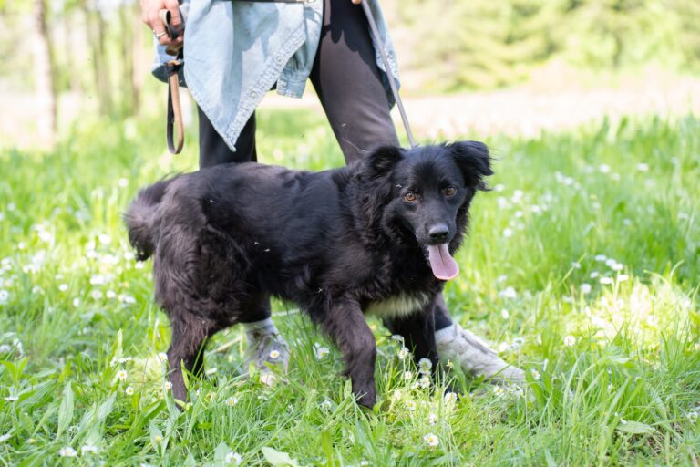 Shelter Dog 030