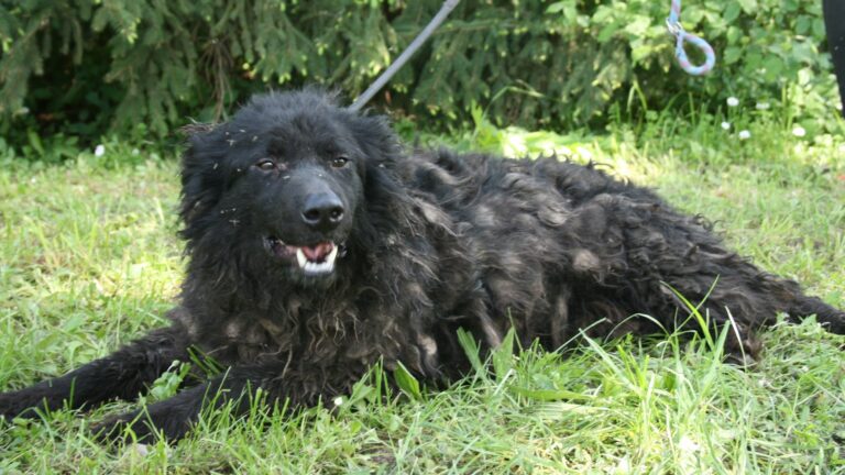 Shelter Dog 031