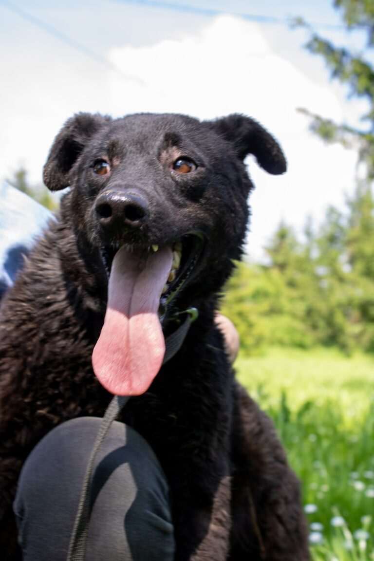 Shelter Dog 032