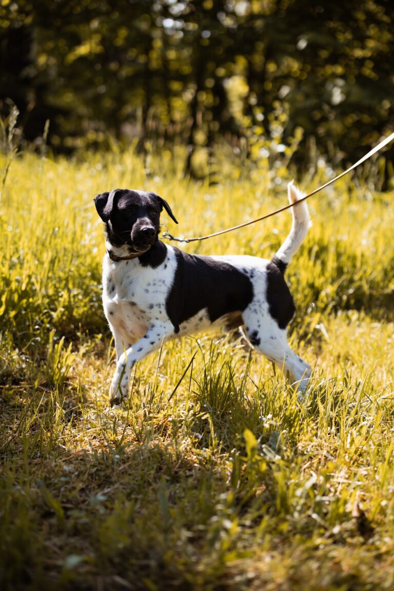Shelter Dog 034