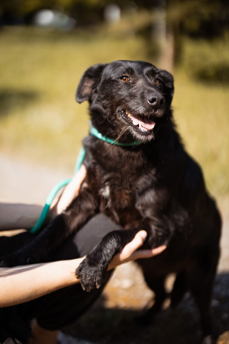 Shelter Dog 035