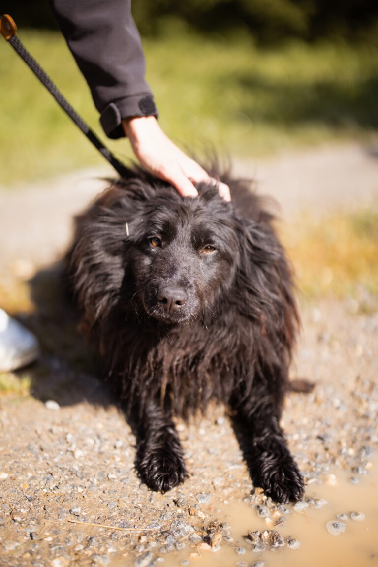 Shelter Dog 037
