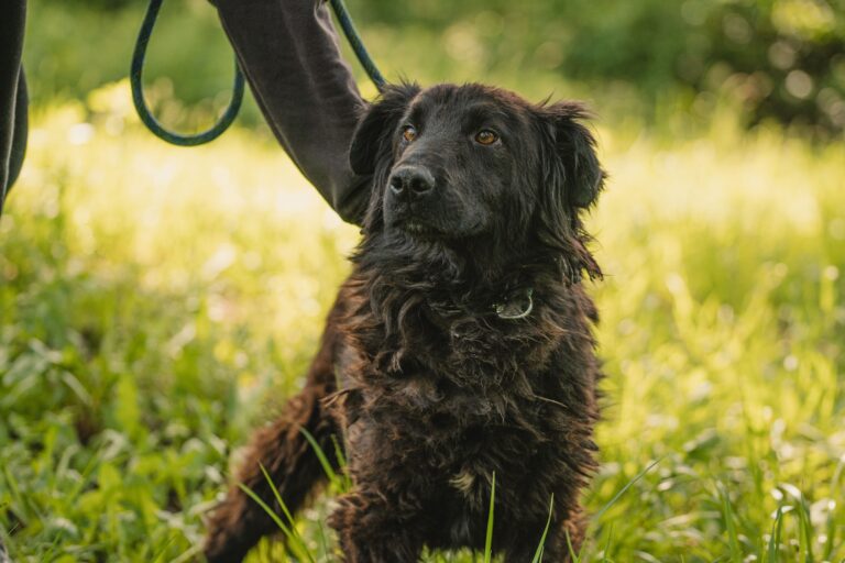 Shelter Dog 038