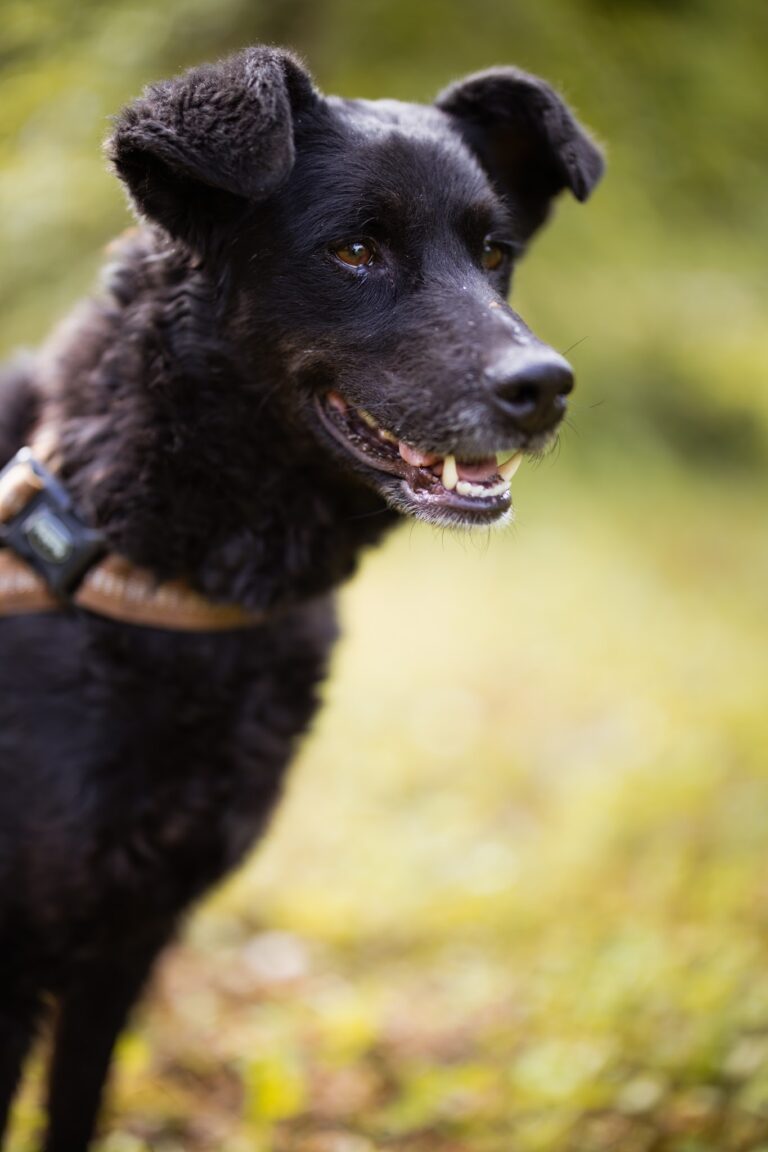 Shelter Dog 039