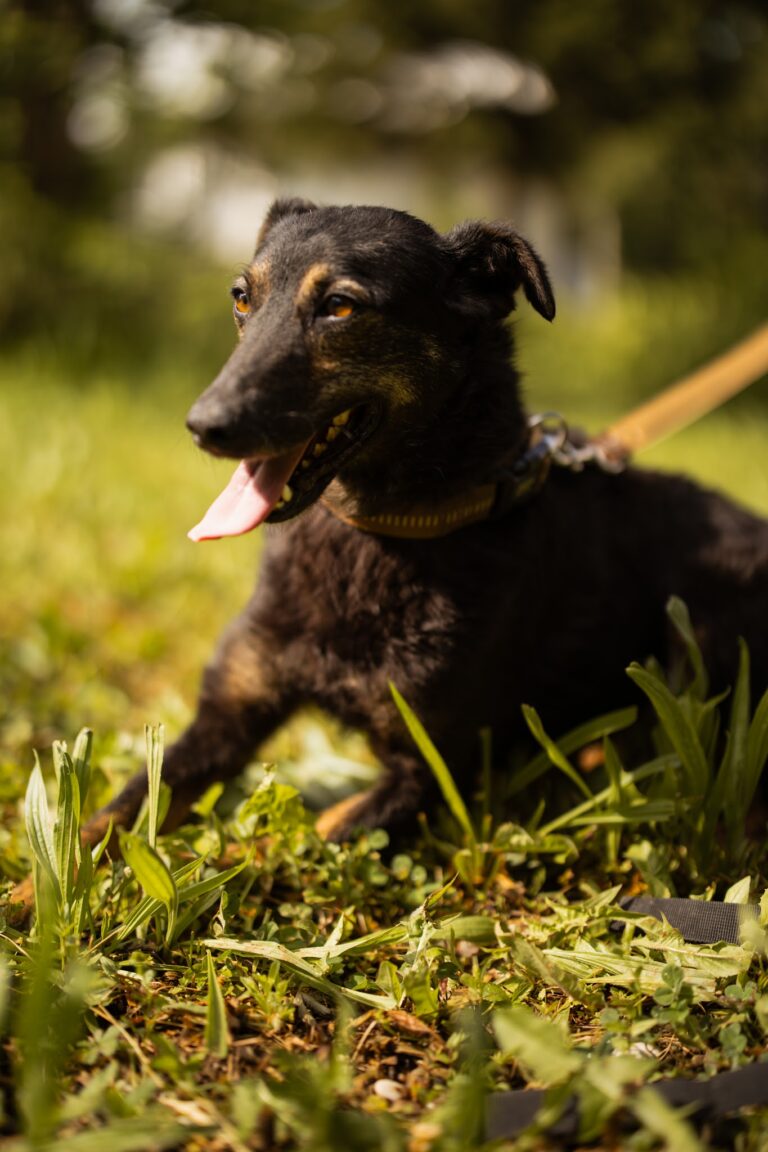 Shelter Dog 040