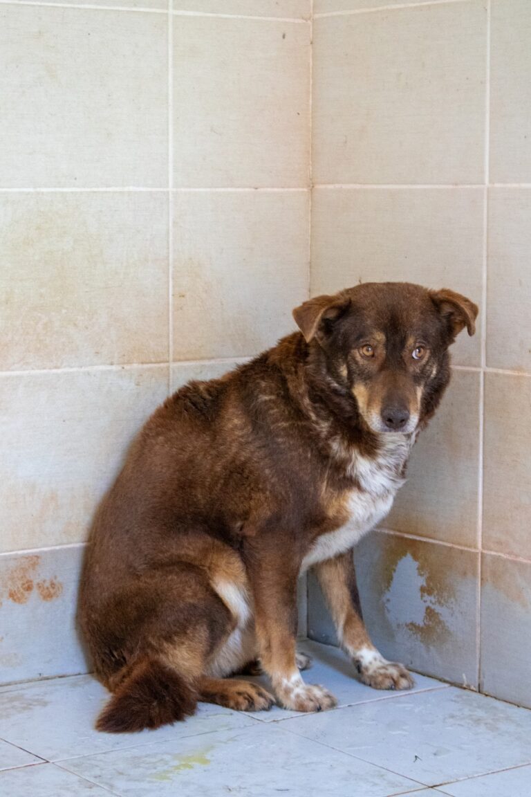 Shelter Dog 043