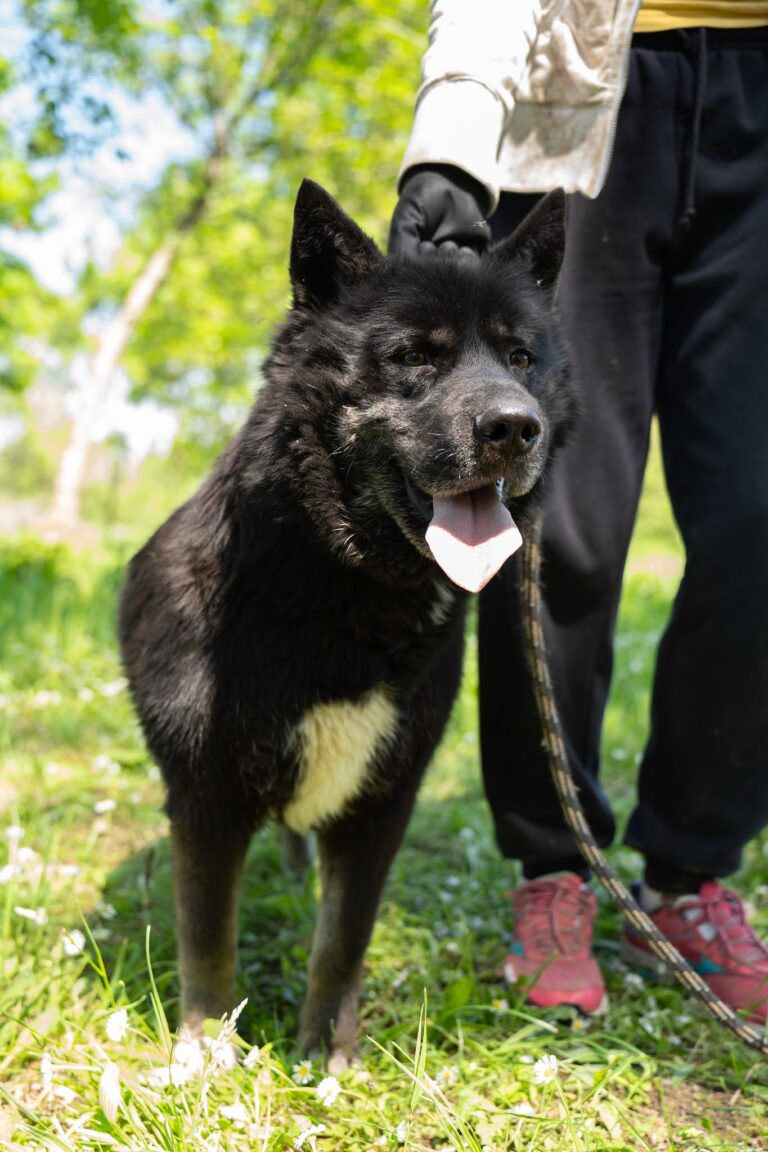 Shelter Dog 044