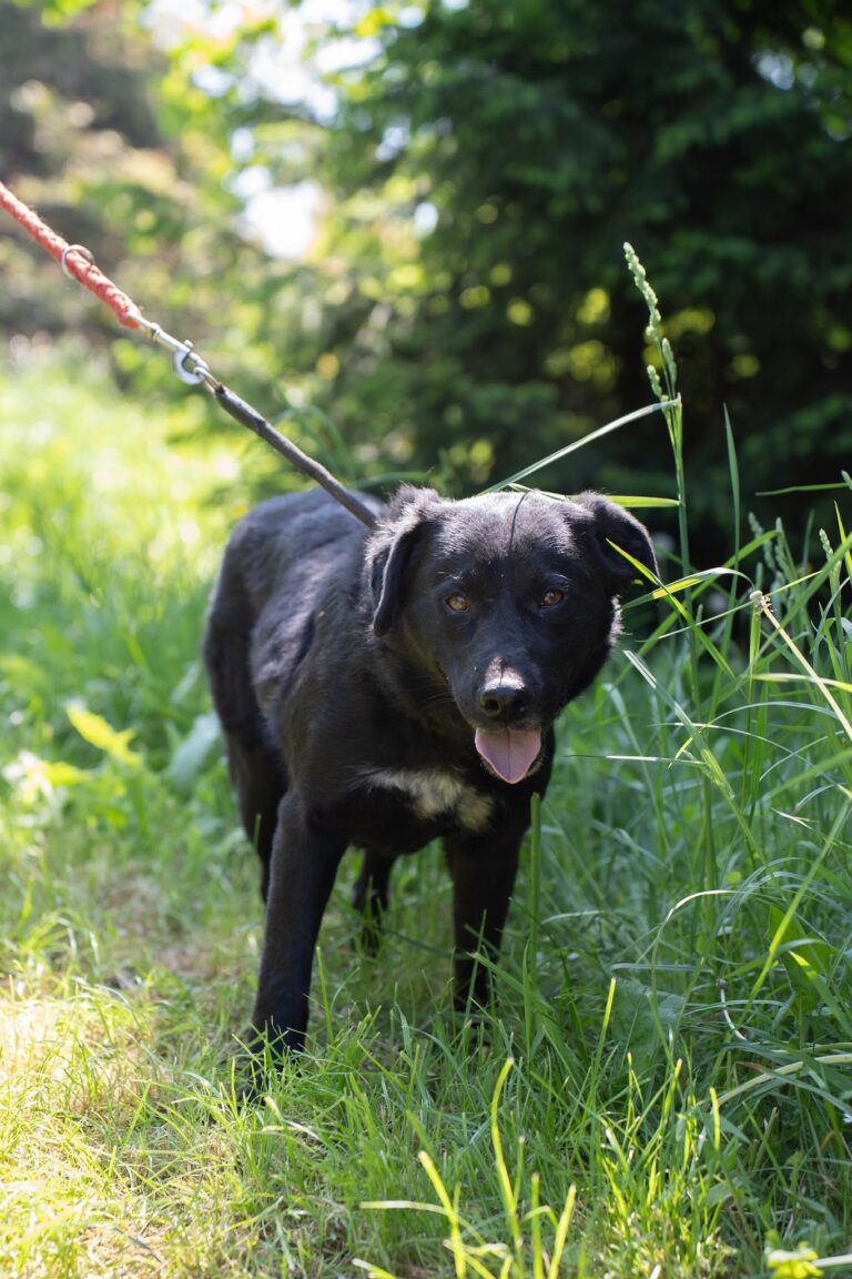Shelter Dog 045
