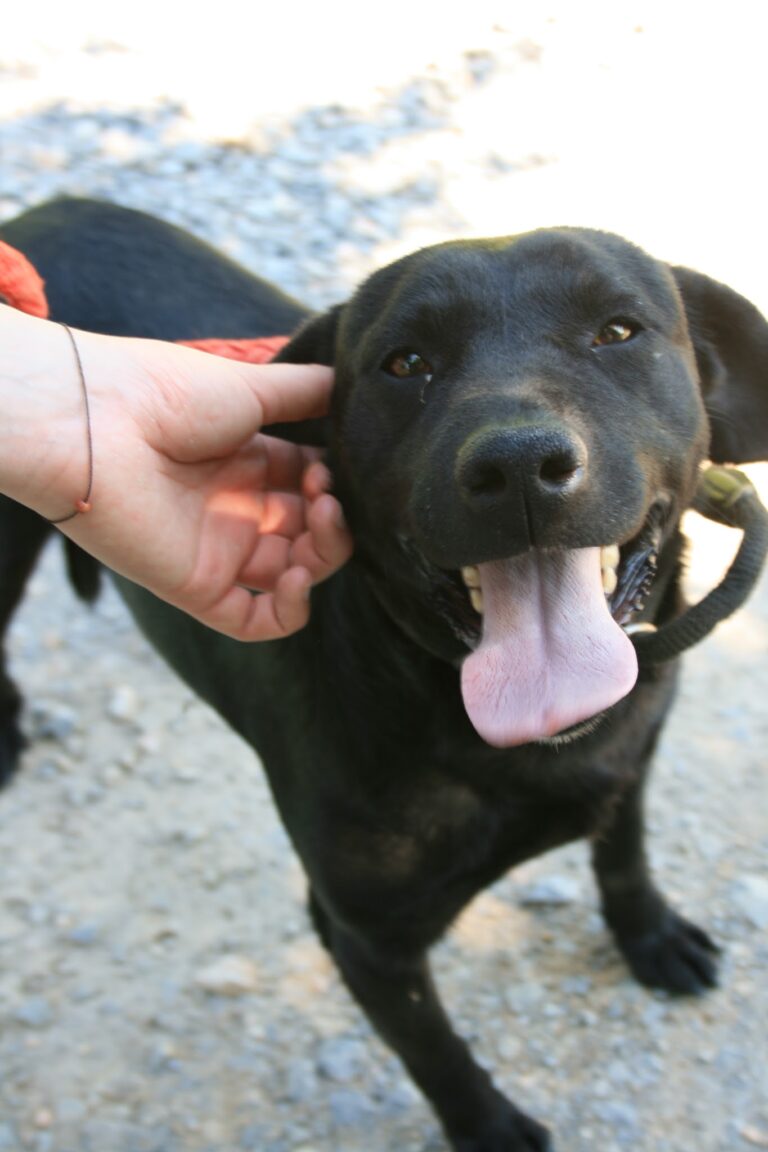 Shelter Dog 046
