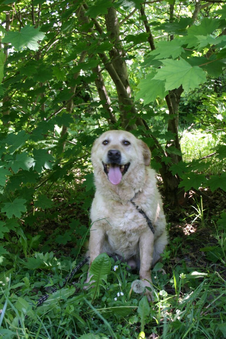 Shelter Dog 047