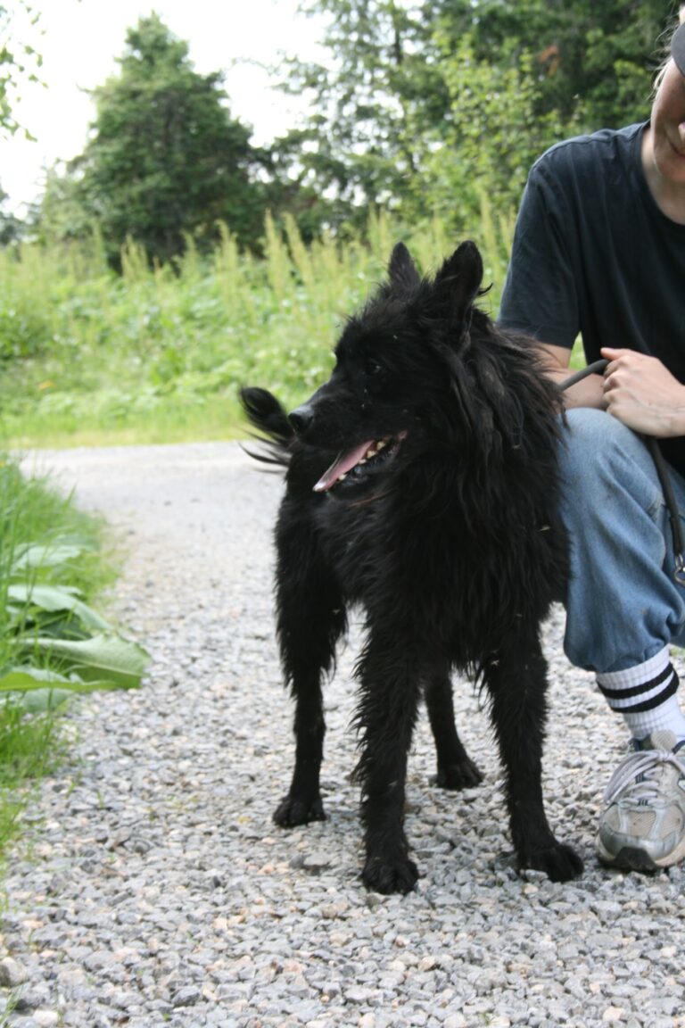 Shelter Dog 048