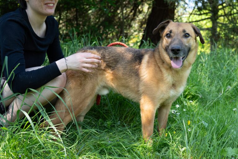 Shelter Dog 052