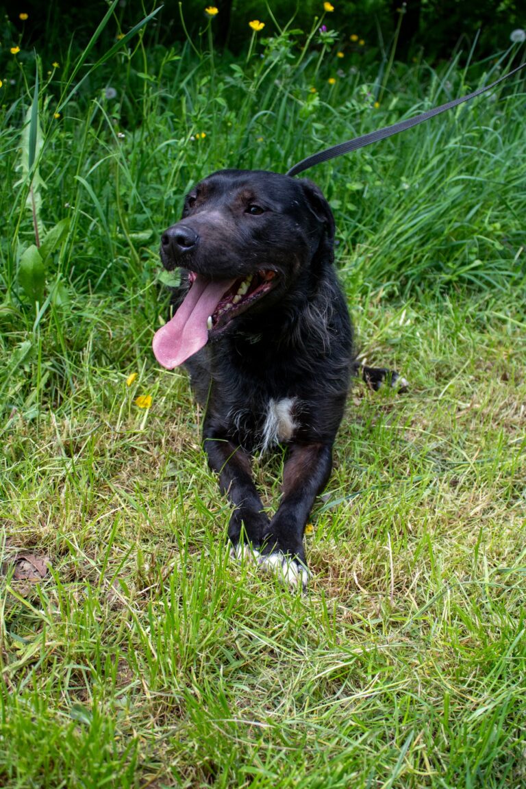Shelter Dog 055