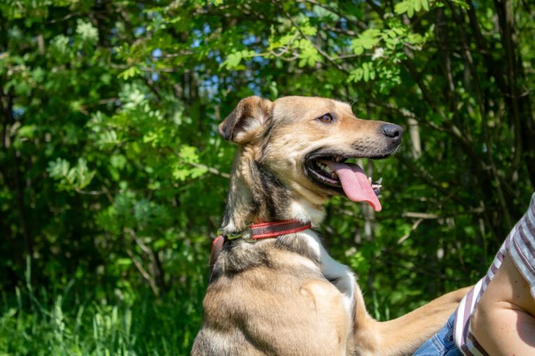Shelter Dog 056