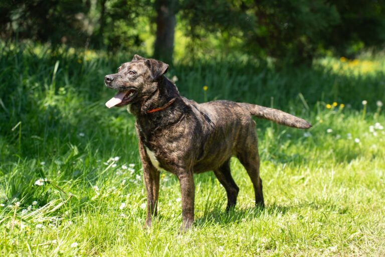 Shelter Dog 057