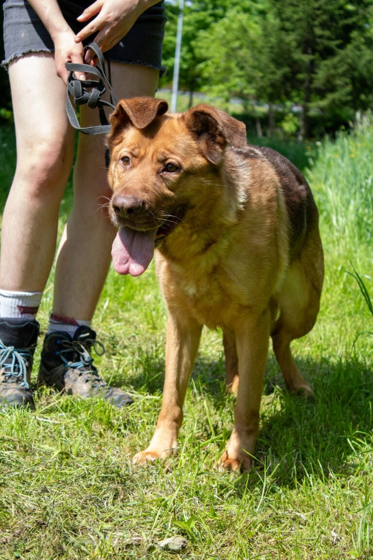 Shelter Dog 058