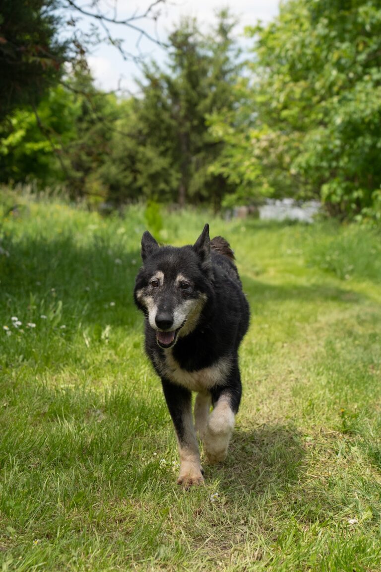 Shelter Dog 059