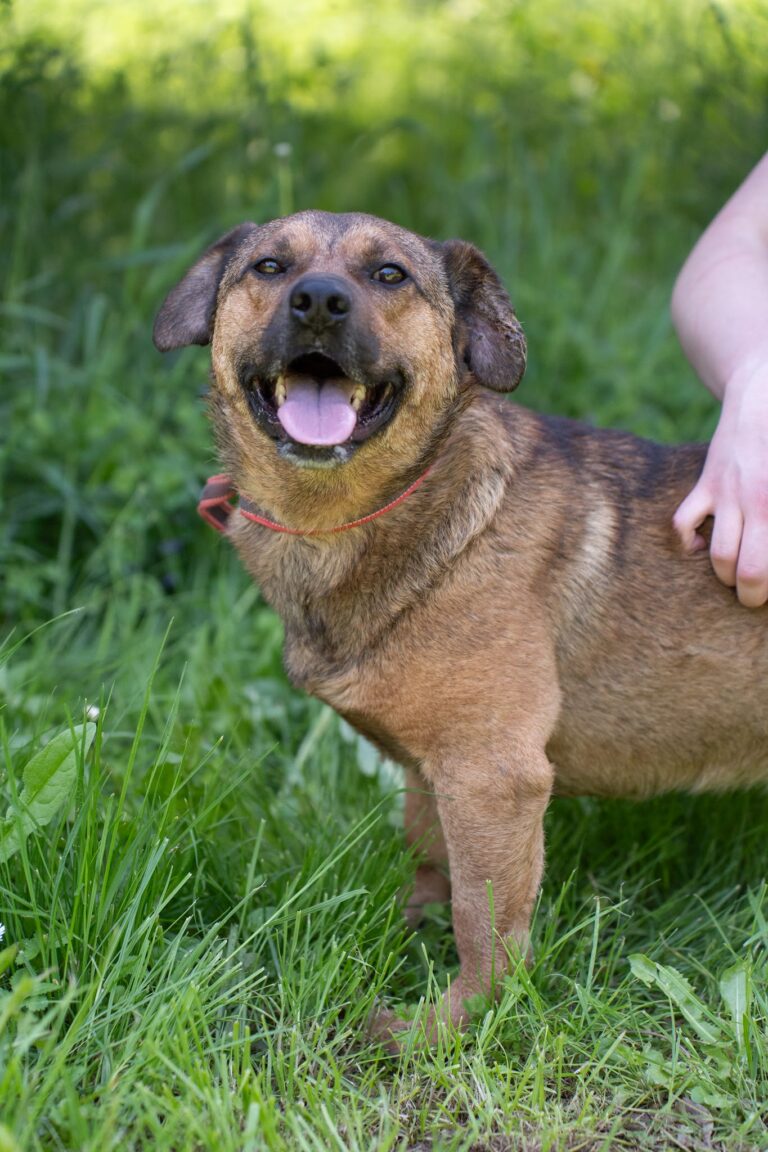 Shelter Dog 062
