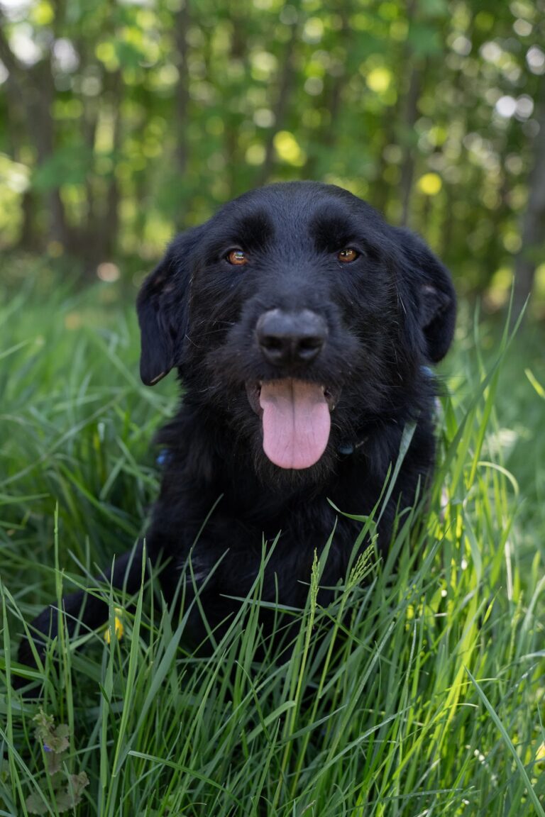 Shelter Dog 063