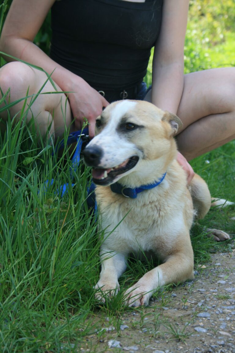 Shelter Dog 064