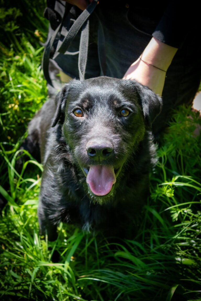 Shelter Dog 065